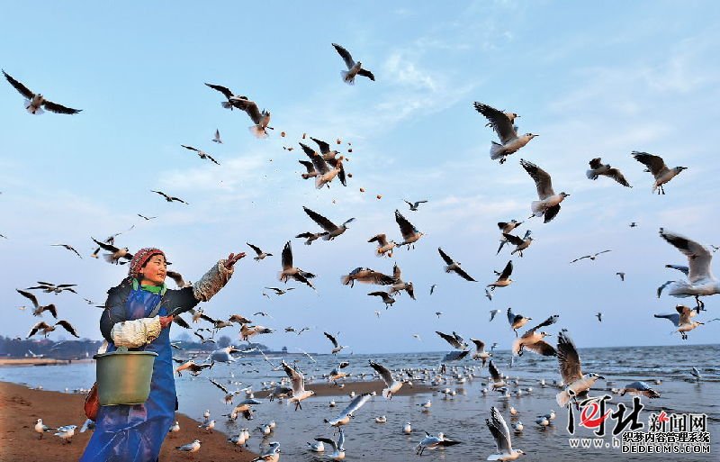 北戴河“海鷗媽媽”每天自費(fèi)喂食千只海鷗 北戴河“海鷗媽媽”每天自費(fèi)喂食千只海鷗